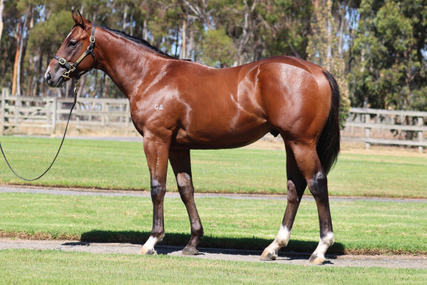 Lot 747: Zousain / Undoubtedly So