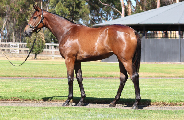 Lot 633: Extreme Warrior / Jaykay Roller