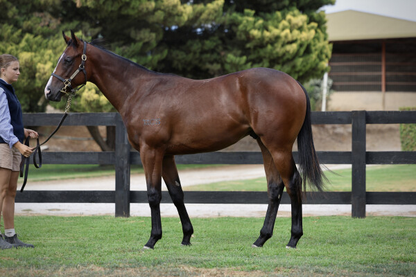 Lot 161: Bivouac / Le Societe