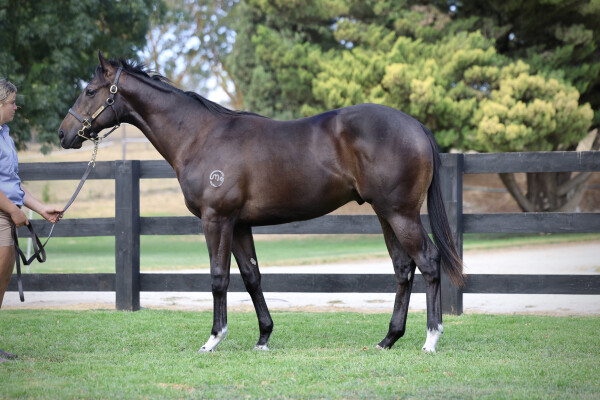 Lot 319: Pierro / Sensitivity