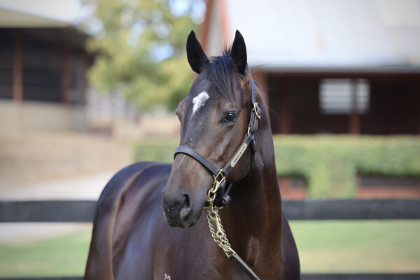 Lot 319: Pierro / Sensitivity