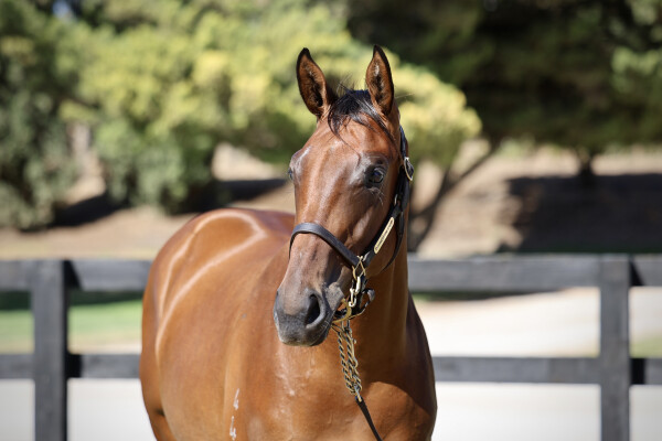 Lot 405: Hitotsu / Tiki Bar