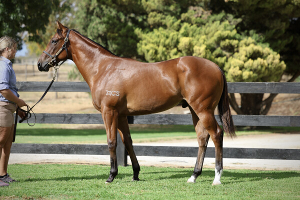 Lot 406: Toronado (IRE) / Tinker McPhee