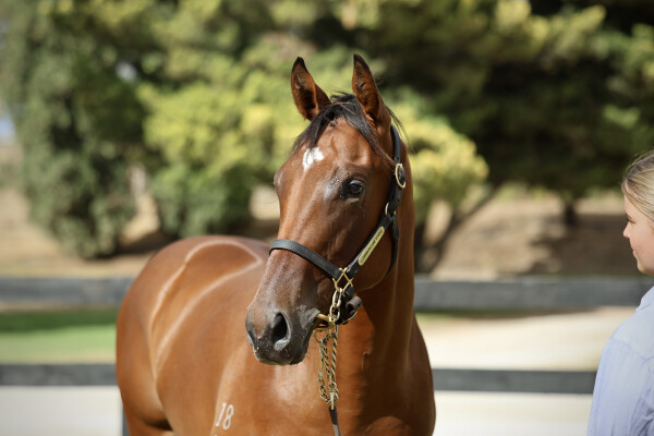Lot 406: Toronado (IRE) / Tinker McPhee