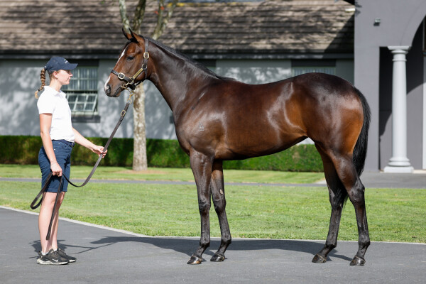Lot 10: Ardrossan / Deva Dynasty (NZ)