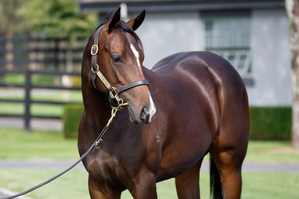 Lot 10: Ardrossan / Deva Dynasty (NZ)