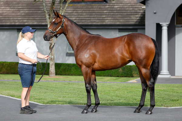Lot 528: Ardrossan / Brancolare