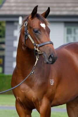 Lot 528: Ardrossan / Brancolare