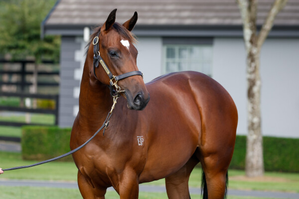 Lot 528: Ardrossan / Brancolare