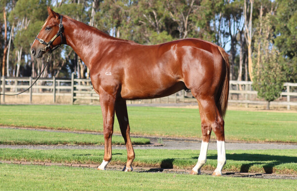 Lot 438: Starspangledbanner / Way to Go Paula