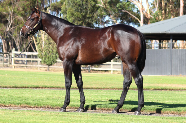 Lot 416: Blue Point (IRE) / True Excelsior (NZ)