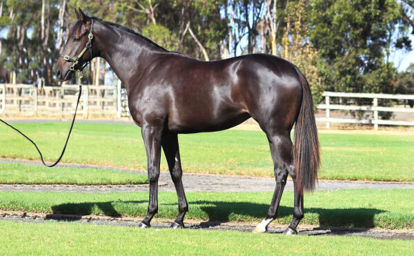 Lot 506: Shamus Award / Bellwether (GB)