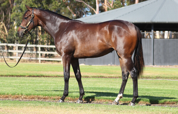 Lot 598: Ghaiyyath (IRE) / Everybody Dance