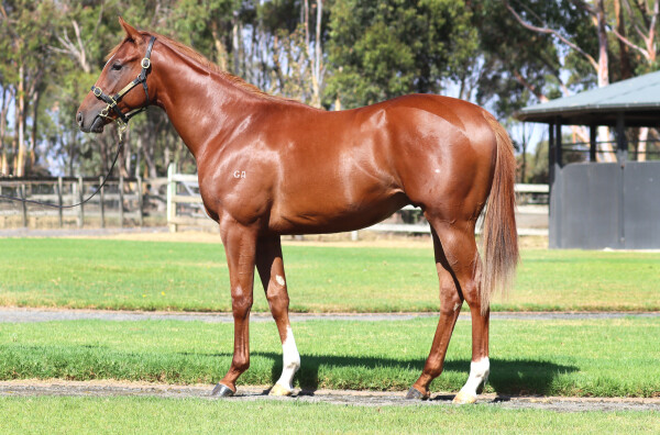 Lot 757: Extreme Warrior / Who's Zooming Who