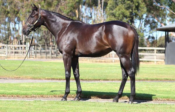 Lot 769: Tassort / Andiamo (USA)