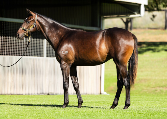 Lot 97: Harry Angel (IRE) / Heeya