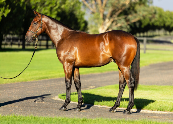 Lot 137: So You Think (NZ) / Joy of Dubai