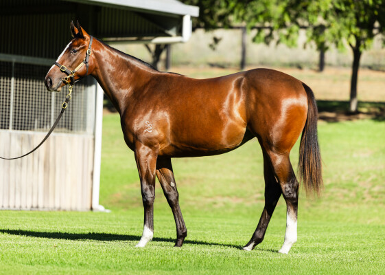 Lot 200: Blue Point (IRE) / Mining Tycoon