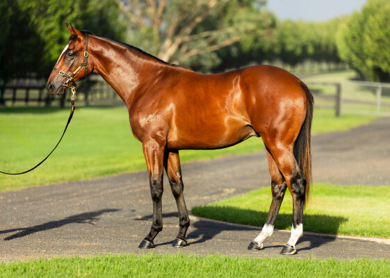 Lot 216: Maurice (JPN) / Muntaseera