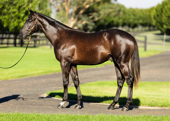 Lot 244: Maurice (JPN) / Oohood