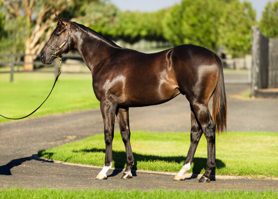 Lot 291: Zoustar / Ready to Soar