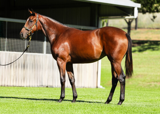 Lot 308: Dundeel (NZ) / Safeeya