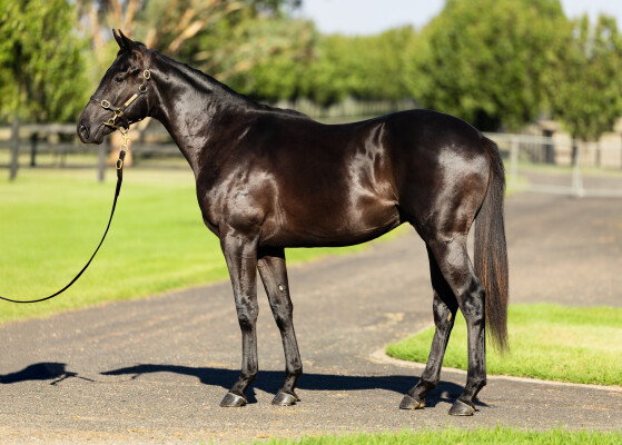 Lot 322: No Nay Never (USA) / Setarhe (IRE)