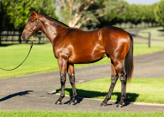 Lot 464: Blue Point (IRE) / Al Naifa