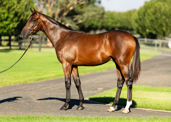 Lot 469: Too Darn Hot (GB) / Ameerati