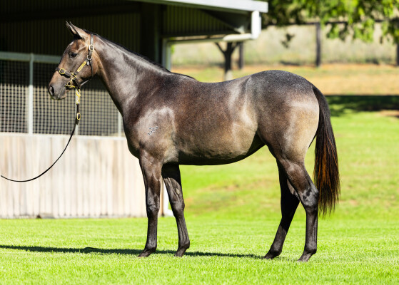 Lot 537: Dundeel (NZ) / Cabarita