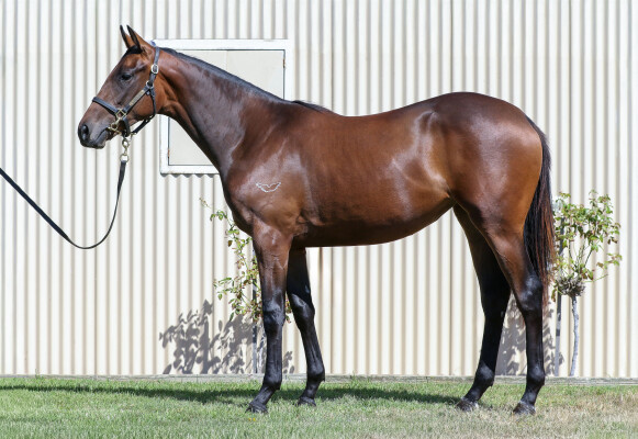 Lot 206: Too Darn Hot (GB) / Miss Proctor