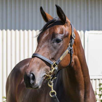 Lot 206: Too Darn Hot (GB) / Miss Proctor