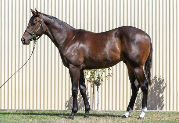 Lot 318: Ole Kirk / Sei Stella