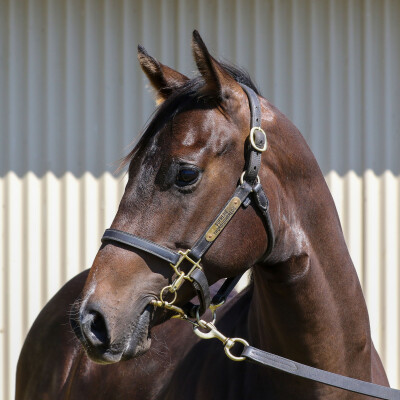 Lot 318: Ole Kirk / Sei Stella