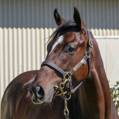 Lot 394: Blue Point (IRE) / Teramia