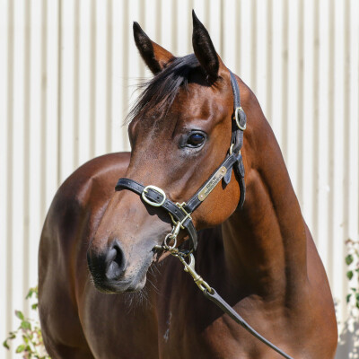 Lot 401: Too Darn Hot (GB) / Think Diamonds