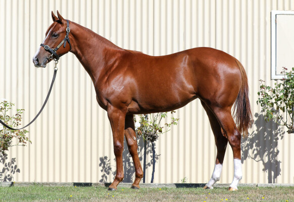 Lot 417: Harry Angel (IRE) / True Priority