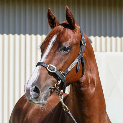 Lot 417: Harry Angel (IRE) / True Priority