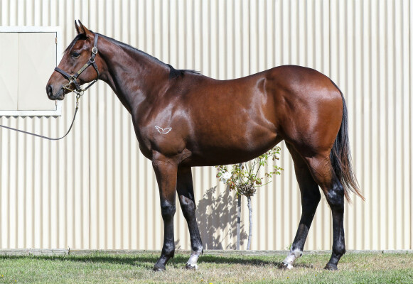 Lot 455: Pinatubo (IRE) / Zilva