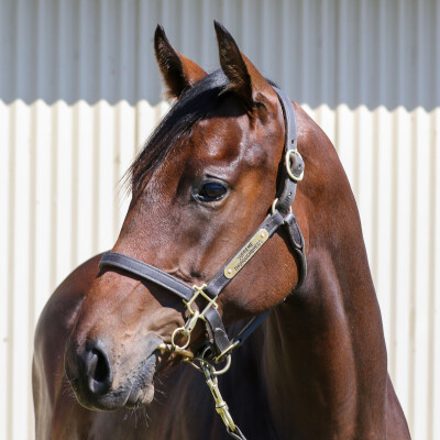 Lot 455: Pinatubo (IRE) / Zilva