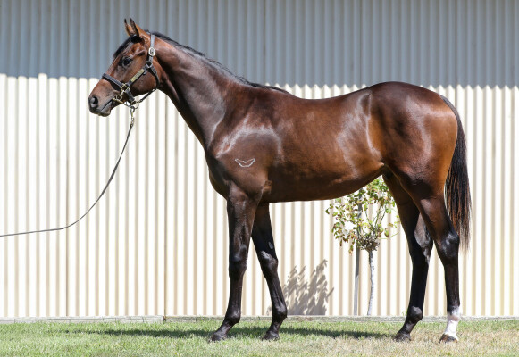 Lot 641: Russian Camelot (IRE) / Khalama