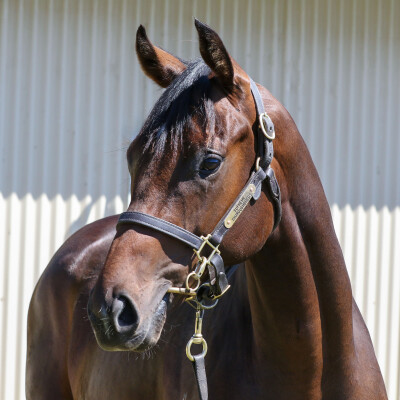 Lot 641: Russian Camelot (IRE) / Khalama