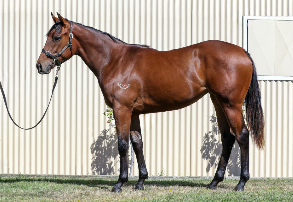 Lot 661: Kermadec (NZ) / Miltida