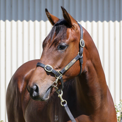 Lot 661: Kermadec (NZ) / Miltida