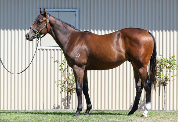 Lot 703: Dirty Work / Scandimania