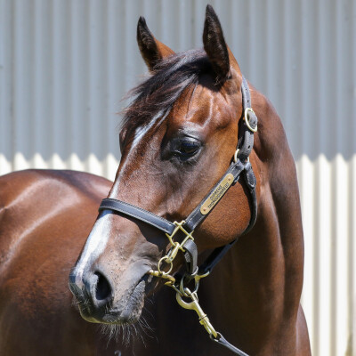 Lot 703: Dirty Work / Scandimania