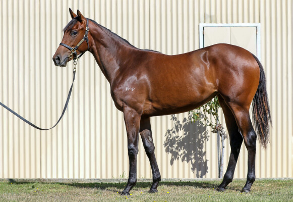 Lot 710: Kermadec (NZ) / Sinamay
