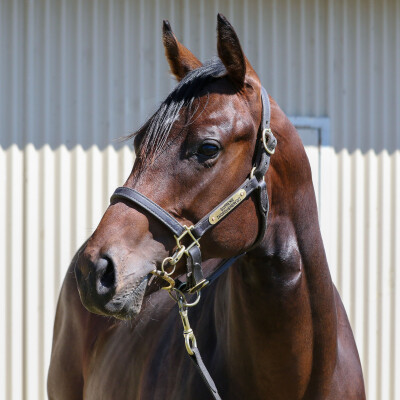 Lot 717: Russian Camelot (IRE) / So Heroic