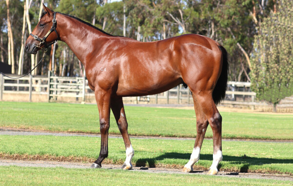 Lot 96: Exceed and Excel / Heavenly Curlin (USA)