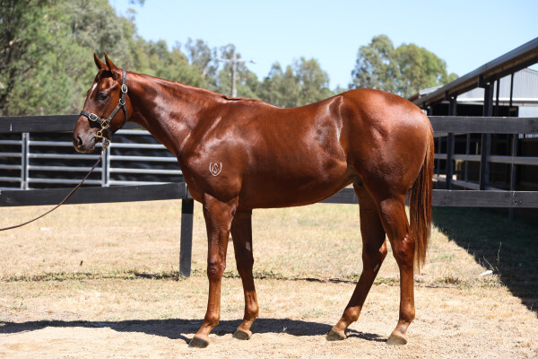 Lot 602: Hanseatic / Fiery Jest